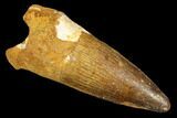 Spinosaurus Tooth - Real Dinosaur Tooth #176622-1
